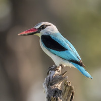 Woodland Kingfisher